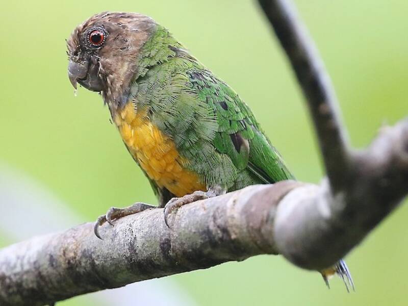 Geelvink Pygmy-Parrot