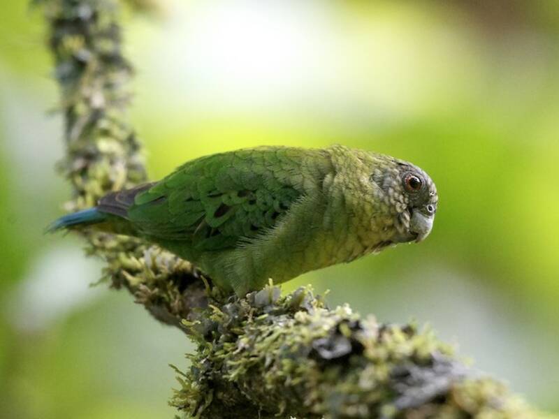 Perico Pigmeo de Geelvink, Fotos 2