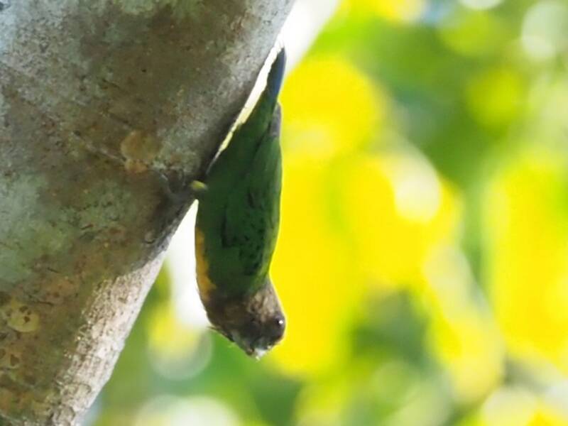 Perico Pigmeo de Geelvink, Fotos 4