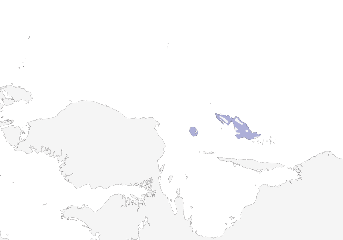 Perico Pigmeo de Geelvink, Distribución 1