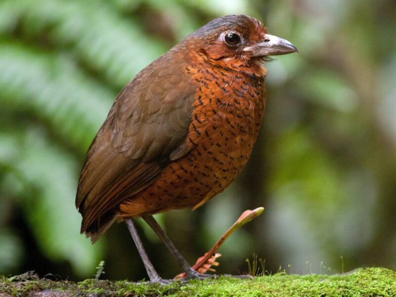 Giant Antpitta, Photos 4