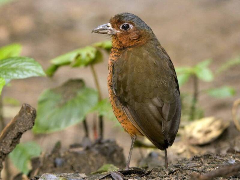 Giant Antpitta, Photos 2