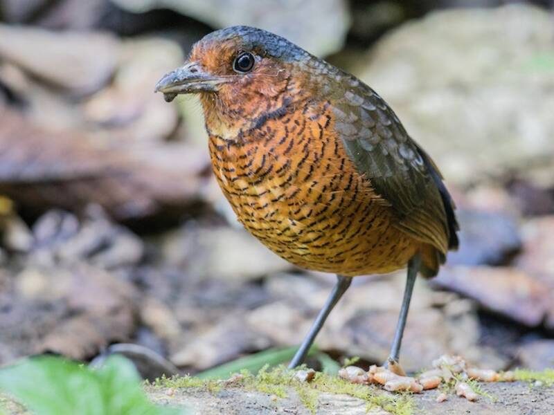 Giant Antpitta, Photos 3