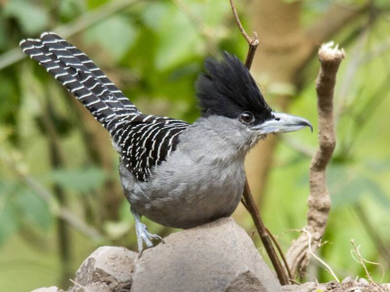 Batara géant