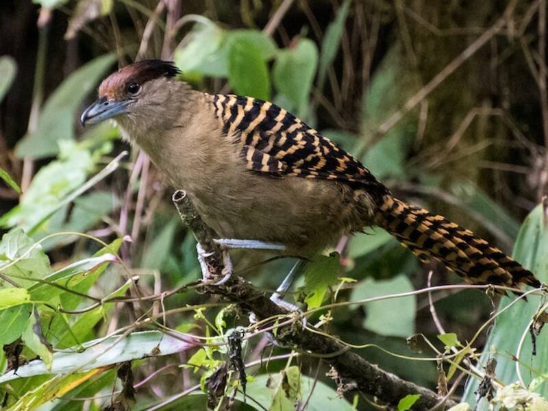 Batara gigante, Foto 3