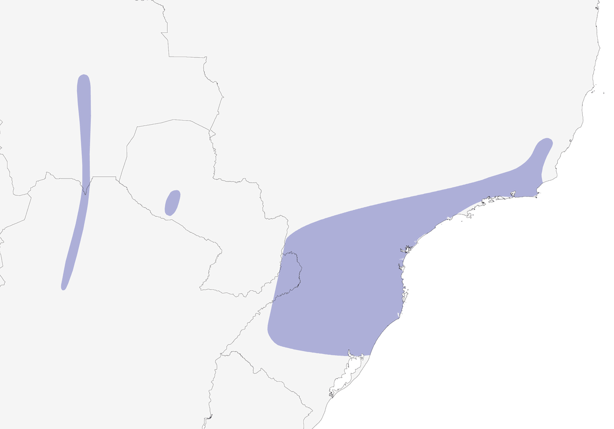 Batara gigante, Distribuzione 1