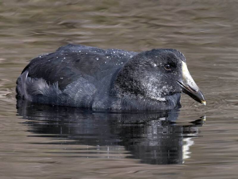 Foulque géante