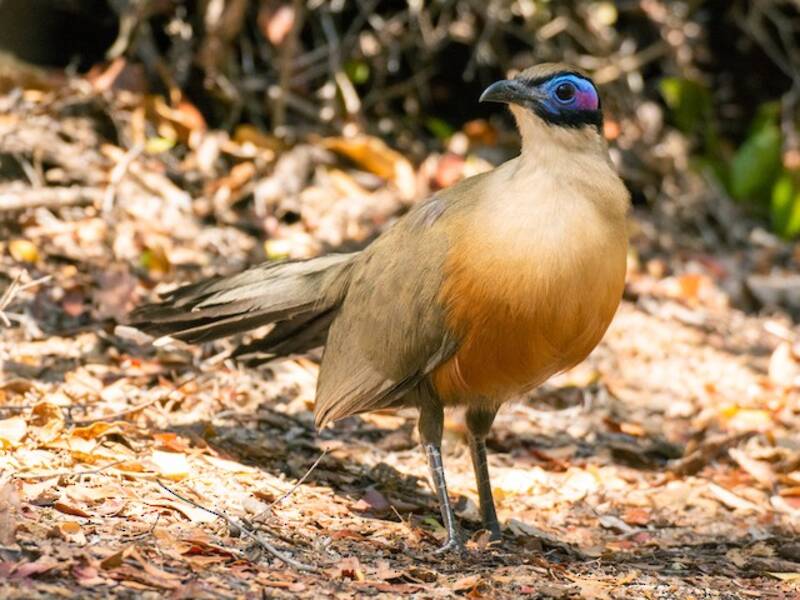 Giant Coua (Coua gigas)