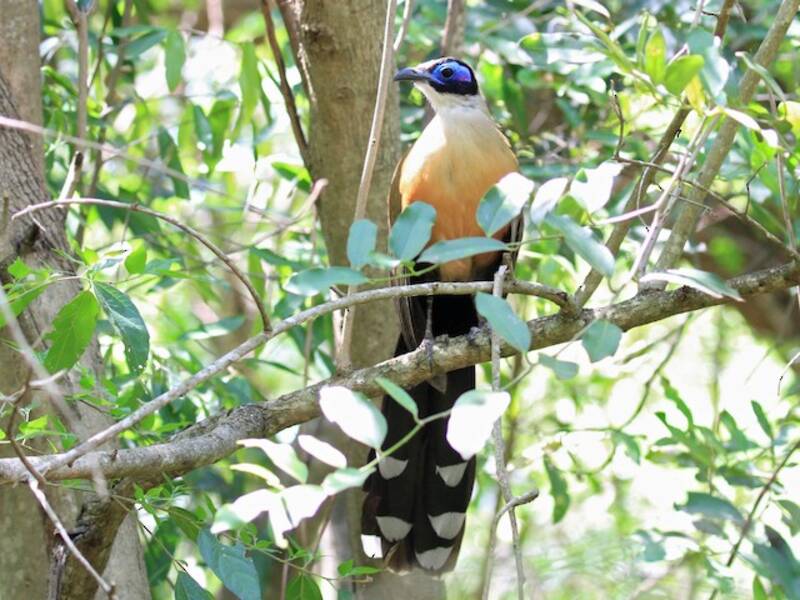 Cúa gigante, Fotos 4