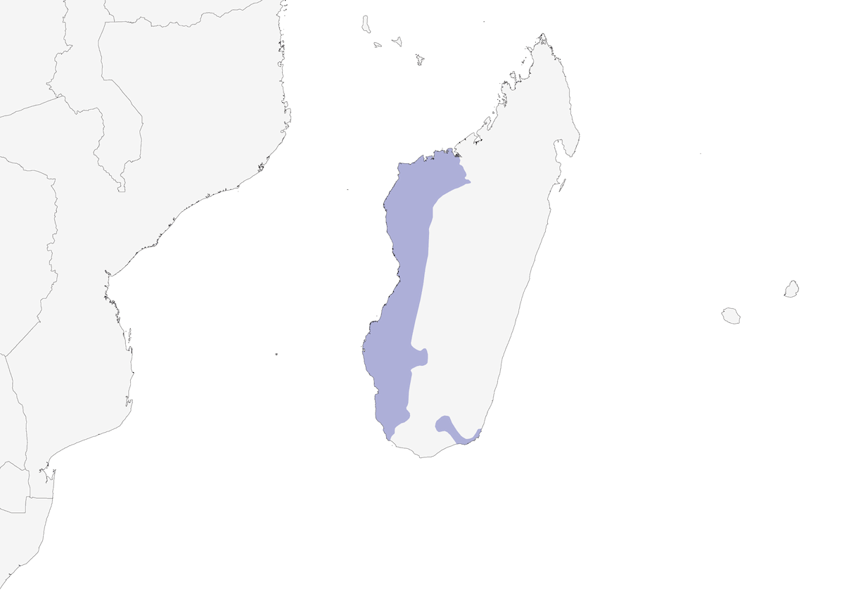Cúa gigante, Distribución 1