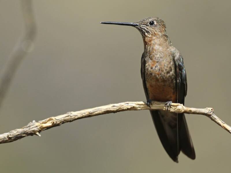 Colibrì gigante, Foto 3