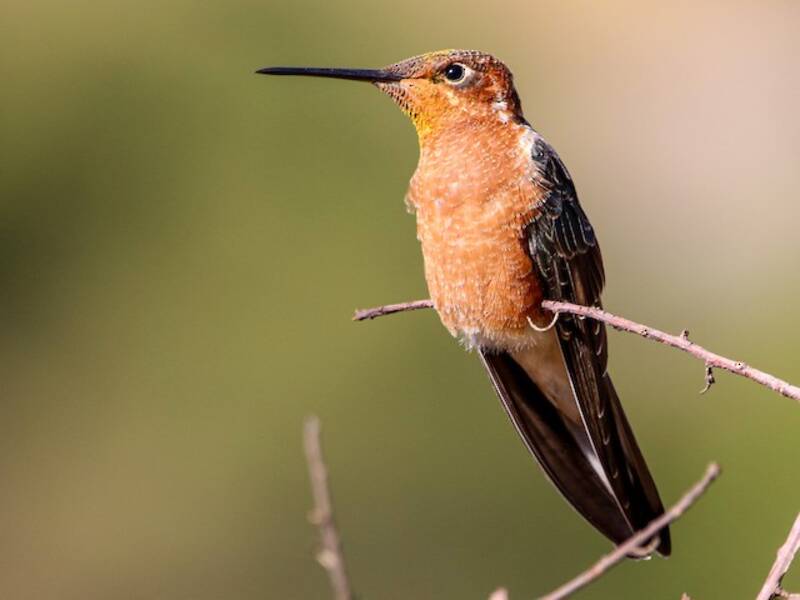 Colibrì gigante, Foto 4