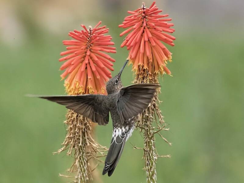 Colibrì gigante, Foto 2