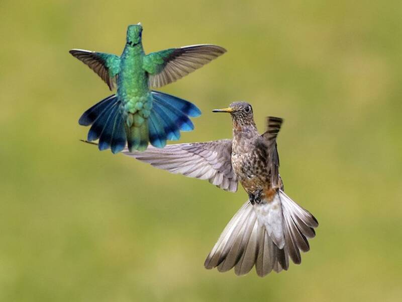 Colibrí gigante