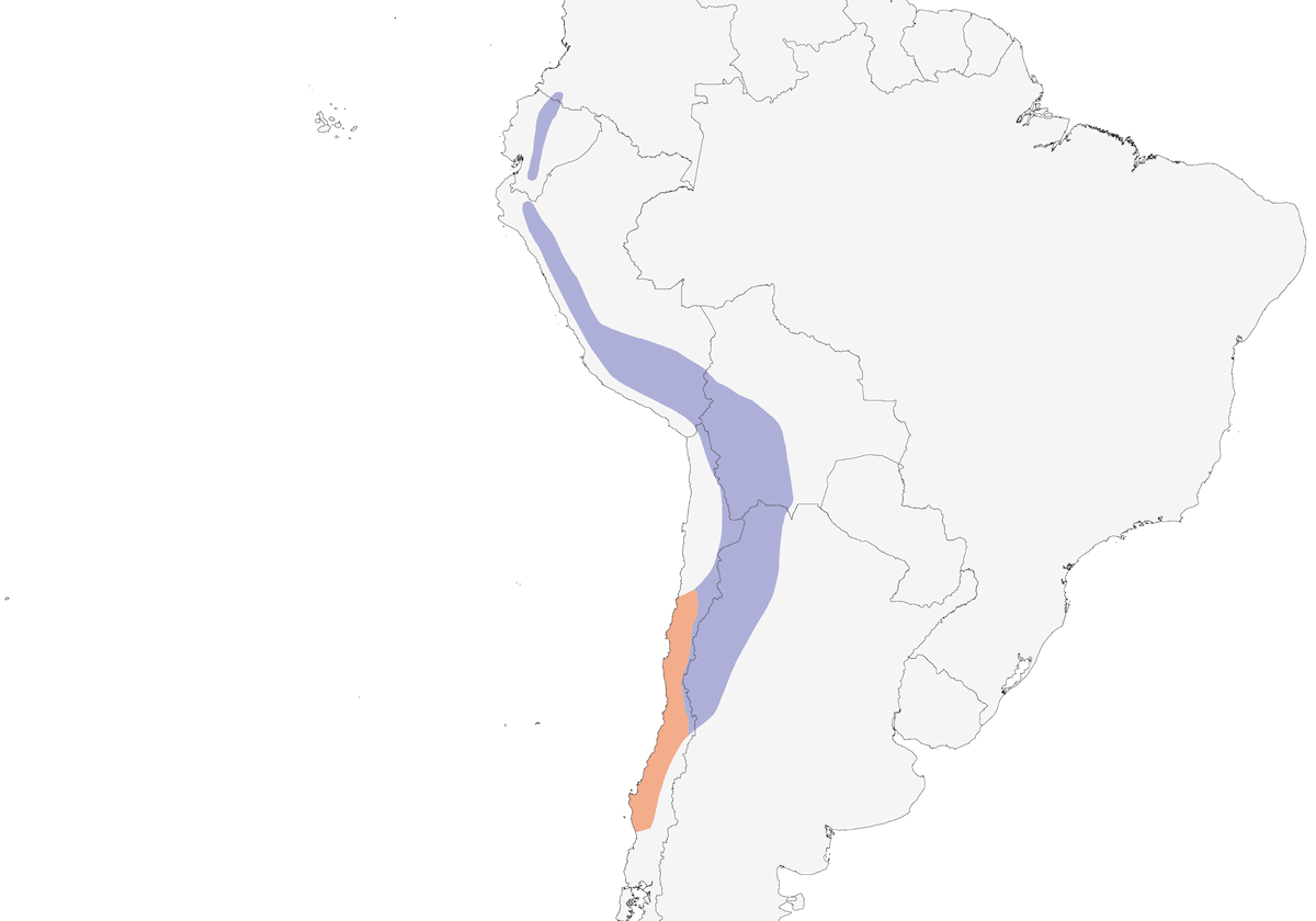 Colibrì gigante, Distribuzione 1
