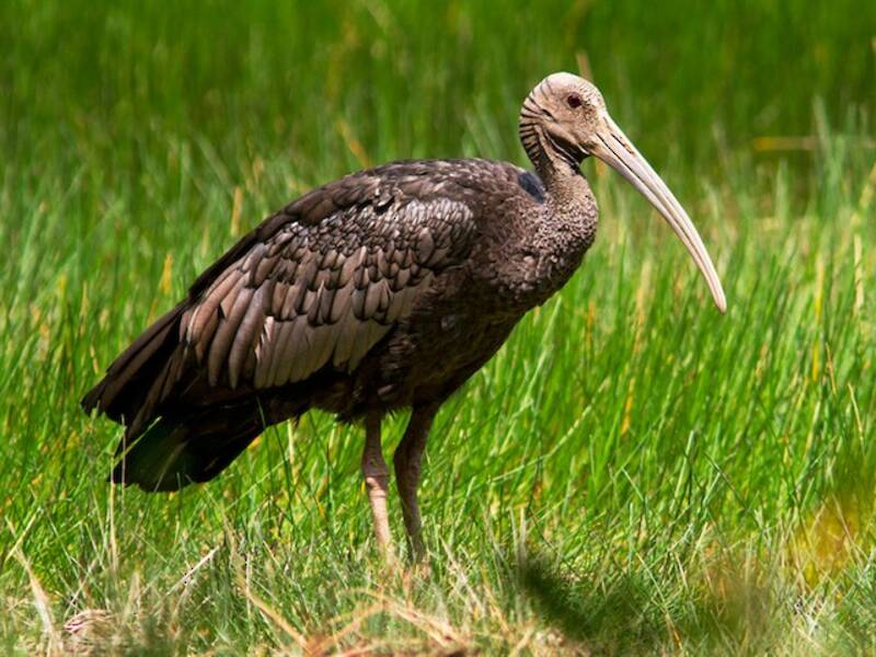 Ibis gigante