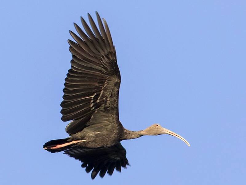 Ibis gigante, Foto 3