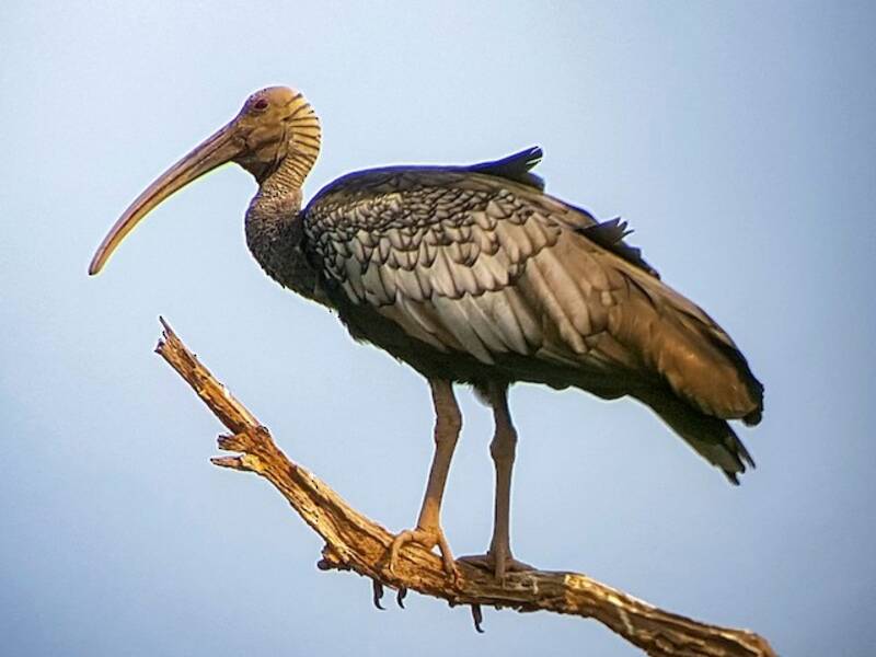 Ibis gigante, Foto 2