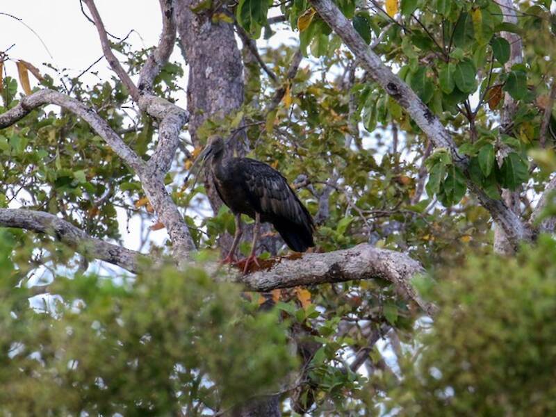 Ibis gigante, Foto 4