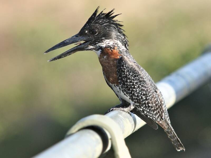 Rieseneisvogel, Fotos 3