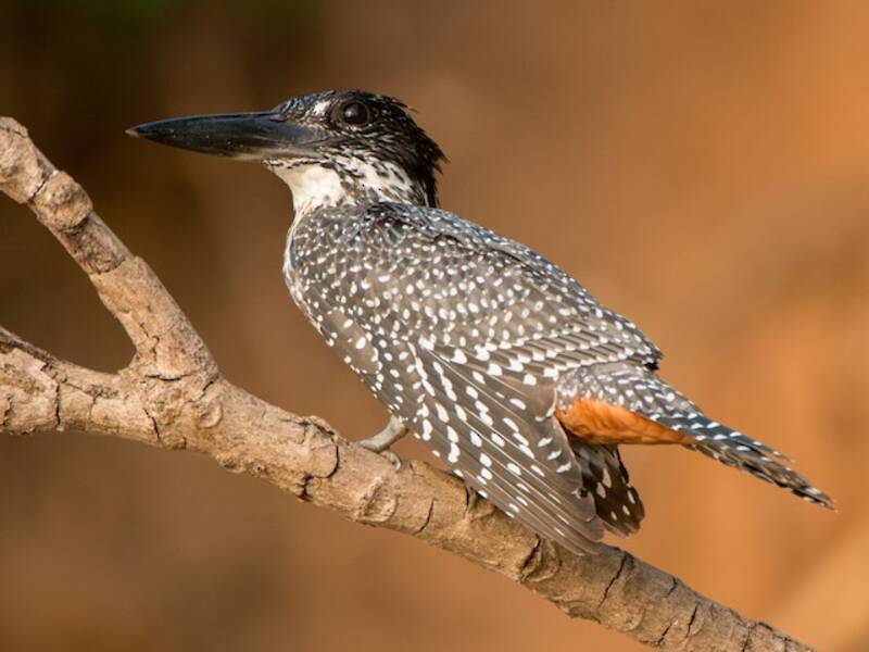 Rieseneisvogel