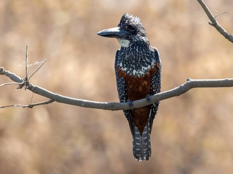 Rieseneisvogel, Fotos 2