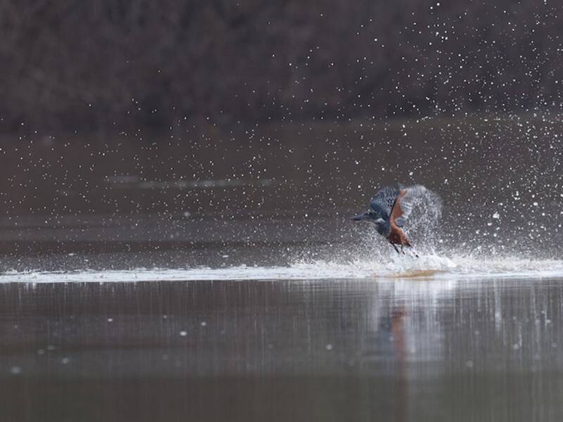 Rieseneisvogel, Fotos 4