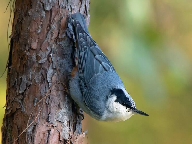 Giant Nuthatch (Sitta magna)