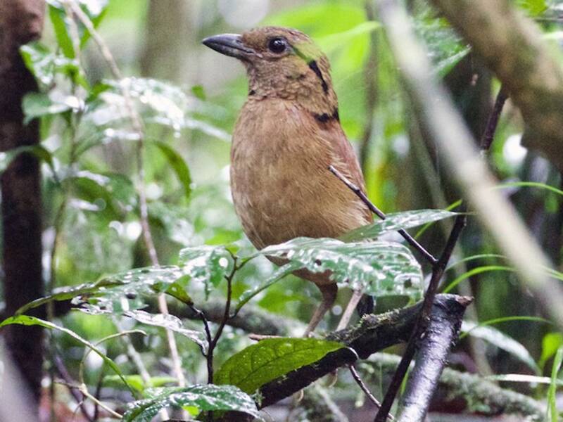 Pitta gigante, Foto 4