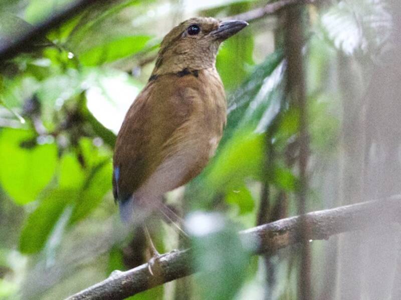 Pitta gigante, Foto 2