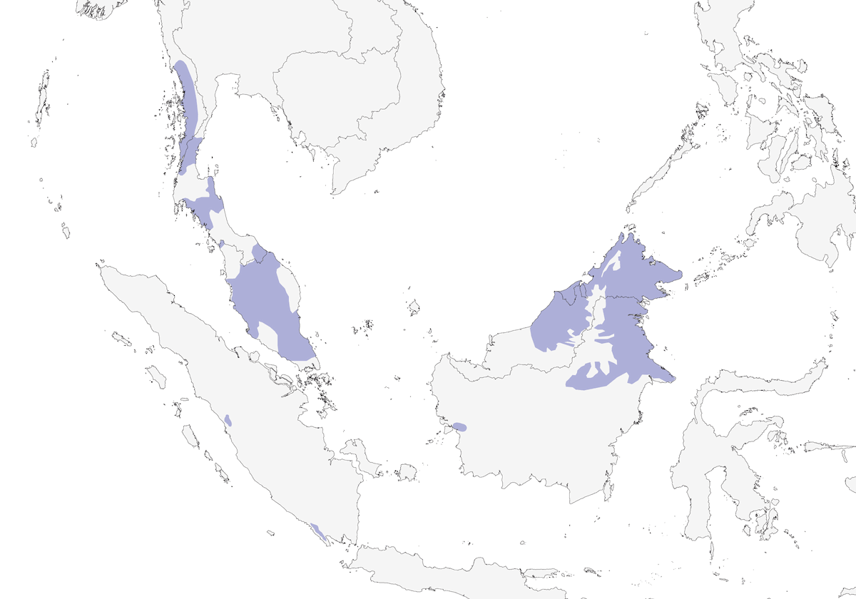 Pitta gigante, Distribuzione 1