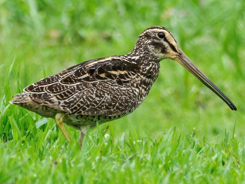 Giant Snipe, Photos 3