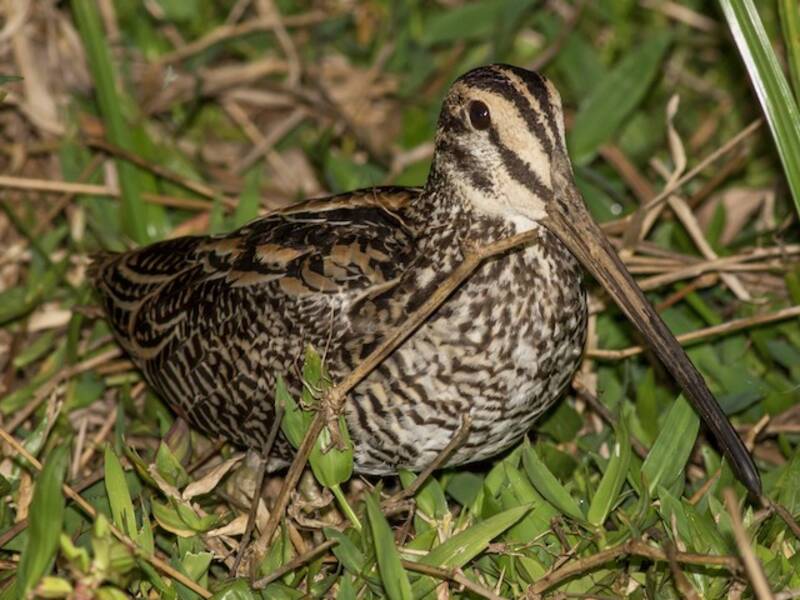 Giant Snipe, Photos 2