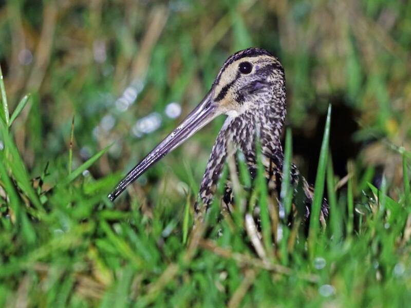 Giant Snipe, Photos 4