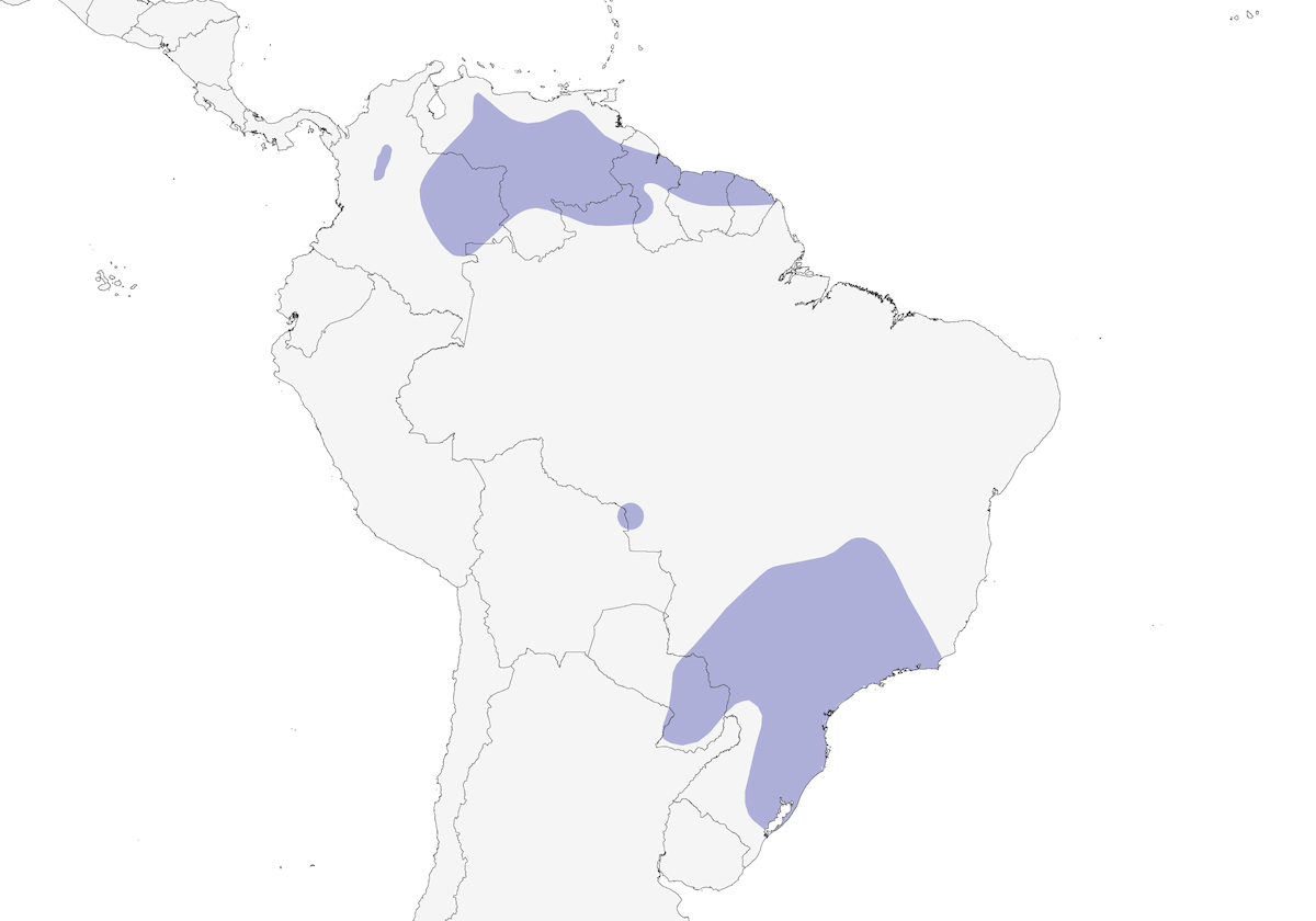 Giant Snipe, Distribution 1