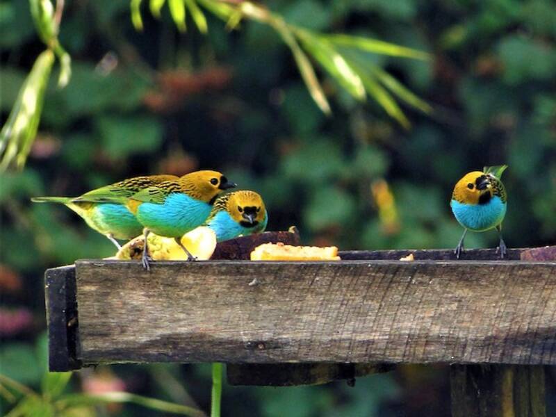 Tangara Ribeteada de Oro, Fotos 4