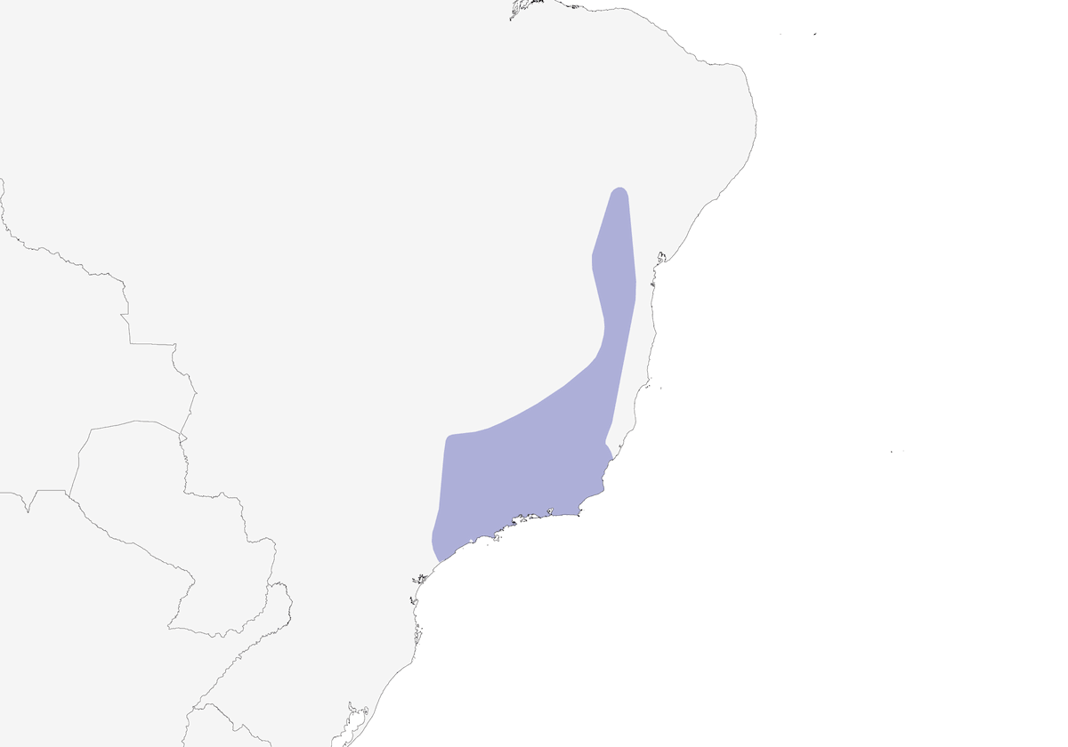 Tangara Ribeteada de Oro, Distribución 1