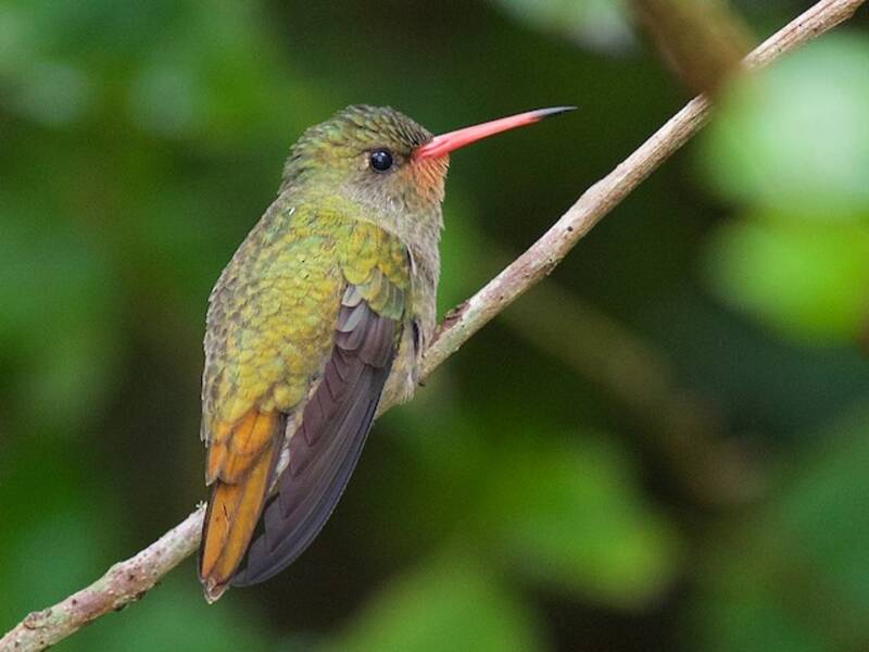Colibrí Dorado, Fotos 2