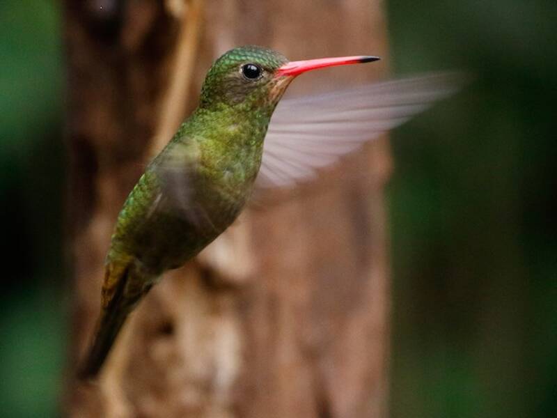 Colibrí Dorado, Fotos 3