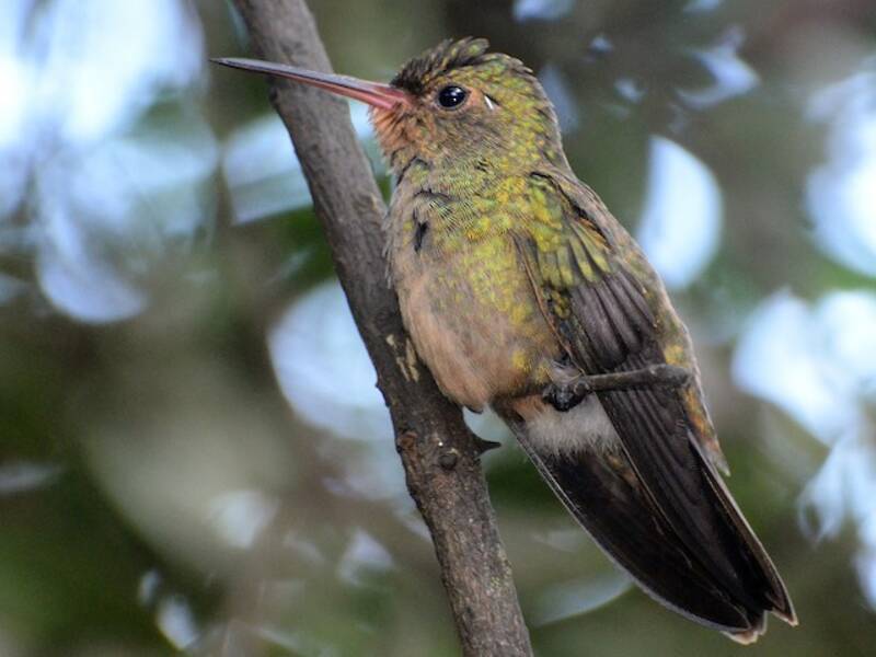 Goldkolibri
