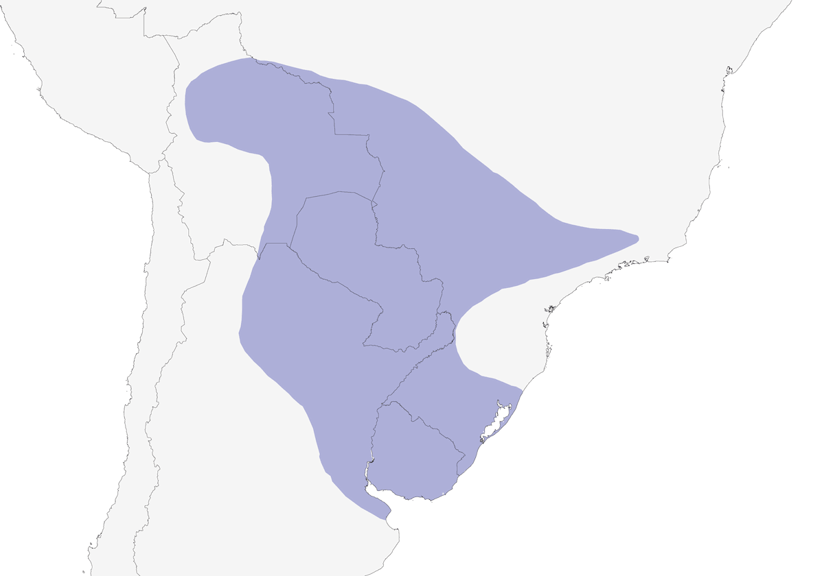 Colibrí Dorado, Distribución 1