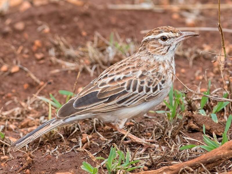 Gillett's Lark, 照片 3
