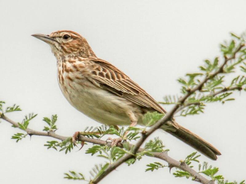 Gillett's Lark, 照片 2