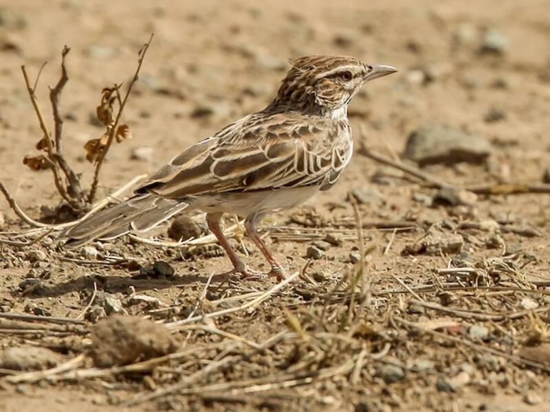 Gillett's Lark, 照片 4
