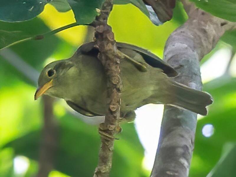 Riesen-Brillenvogel, Fotos 2