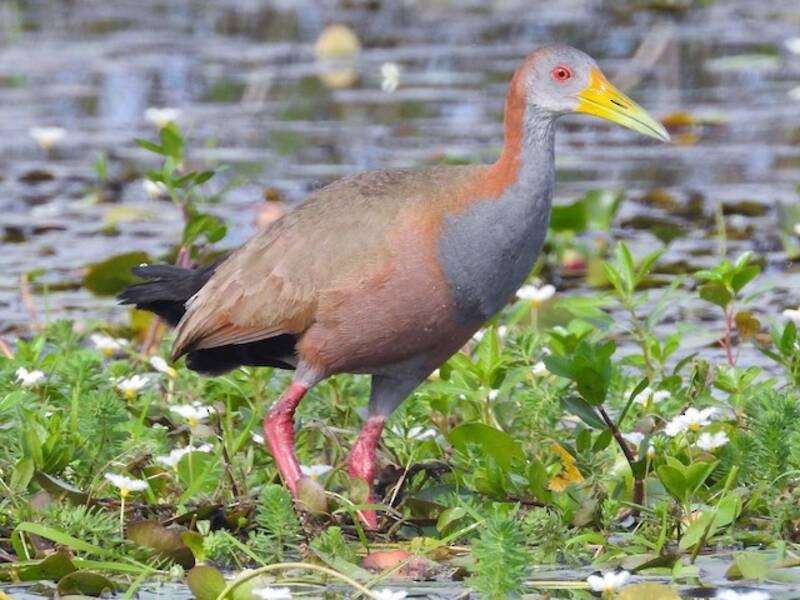 Giant Wood-Rail