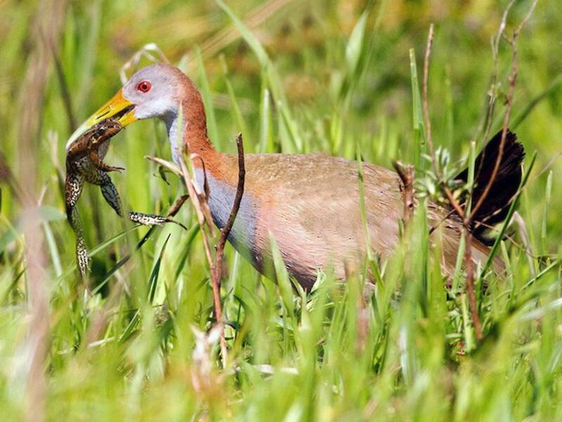 Giant Wood-Rail, Photos 2