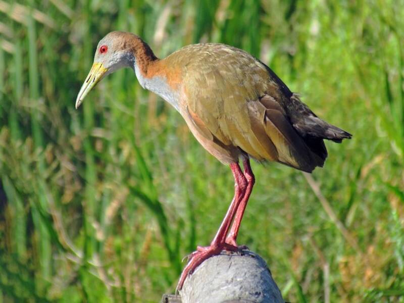 Giant Wood-Rail, Photos 3