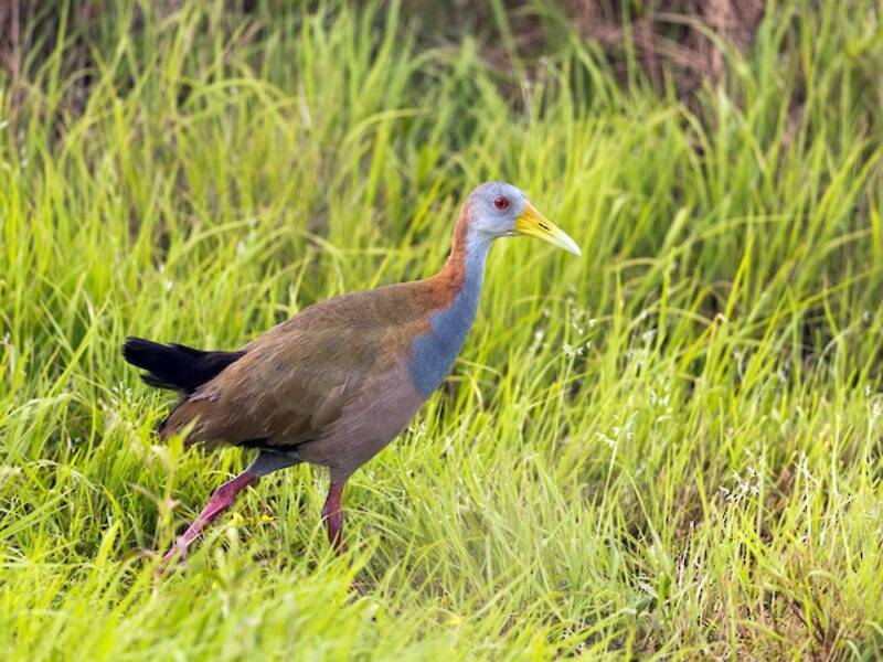 Giant Wood-Rail, Photos 4