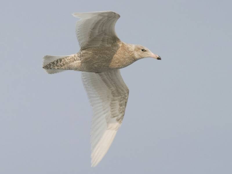 Gaviota Hiperbórea